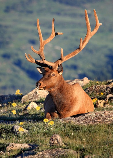Elk in Morning Light