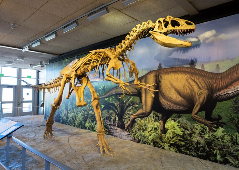 Allosaurus at Dinosaur National Monument