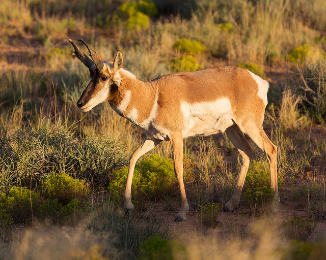 Antelope at Goblin Valley