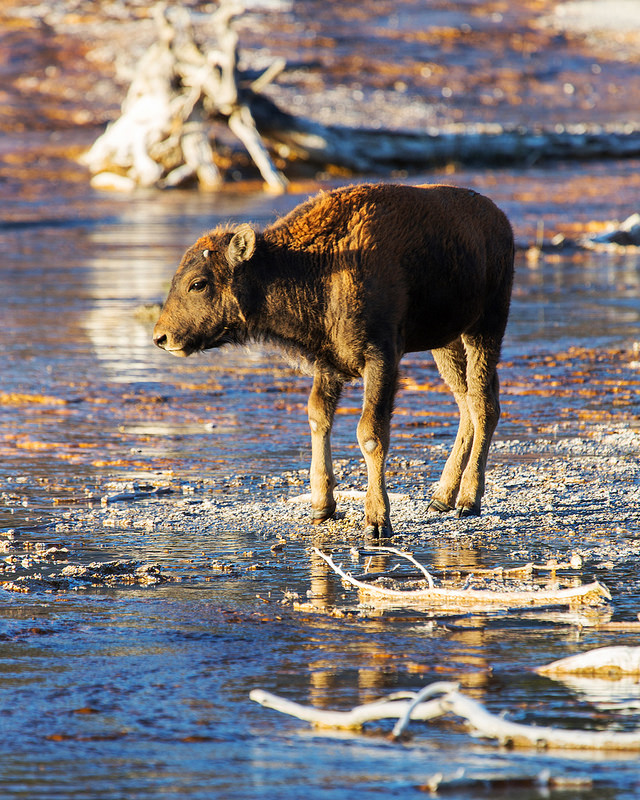 Bison Calf on Hot Springs