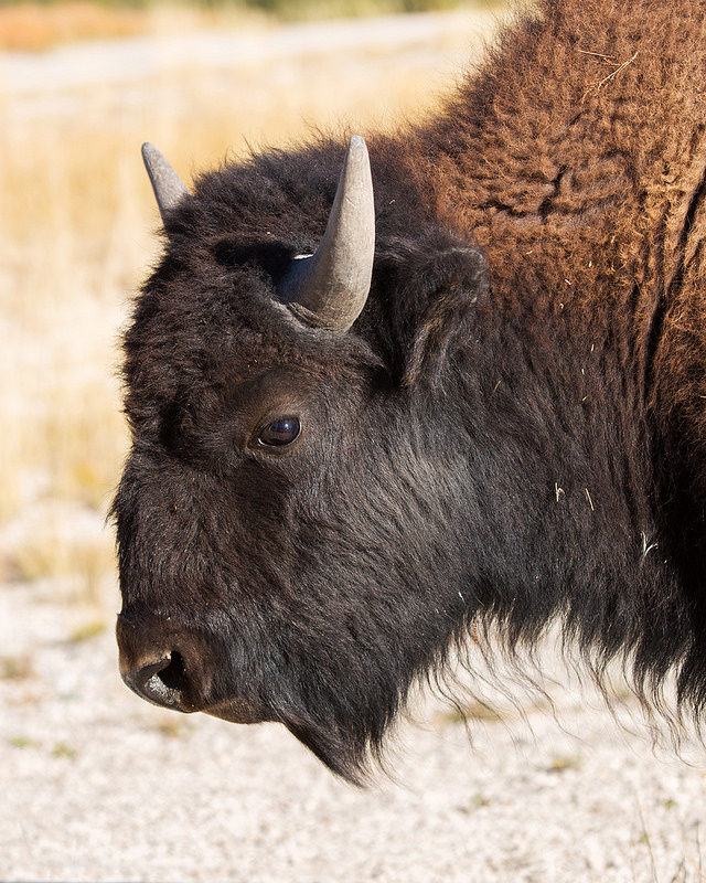 Bison Closeup