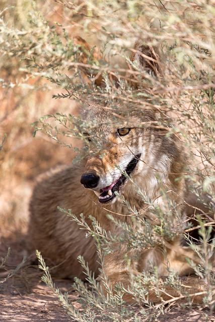 Coyote in the Brush