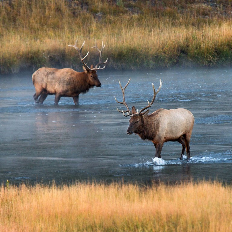 Elk Crossing the Madison River