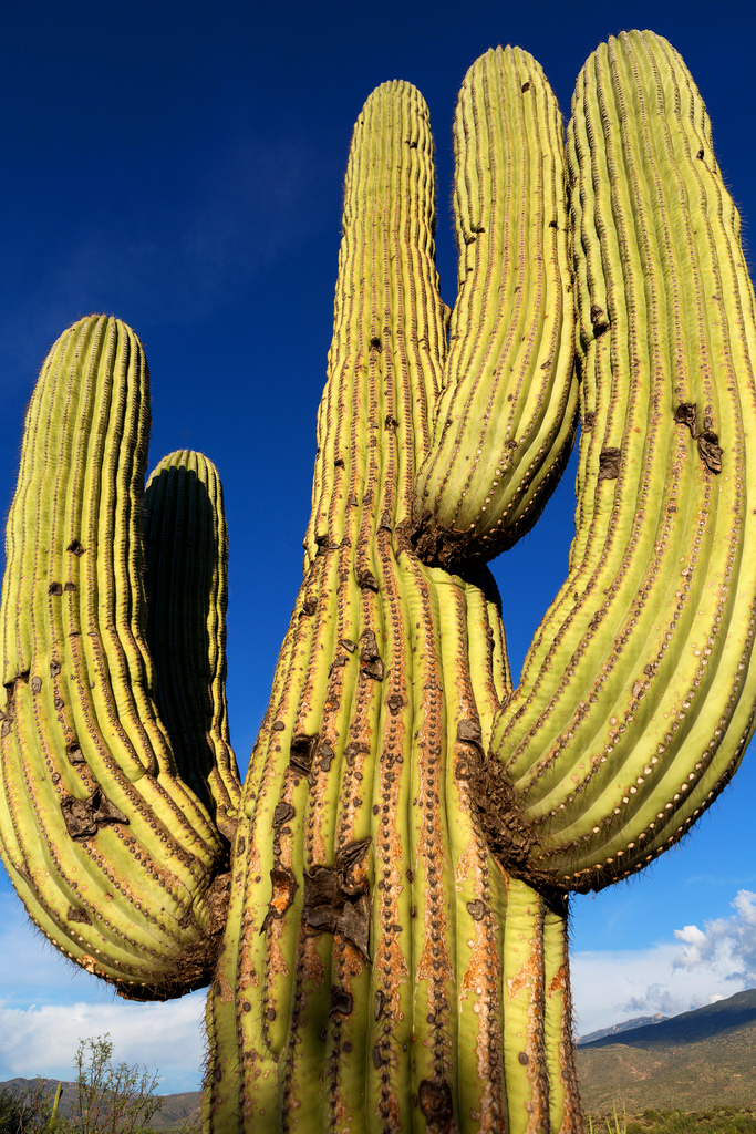 Saguaro Closeup