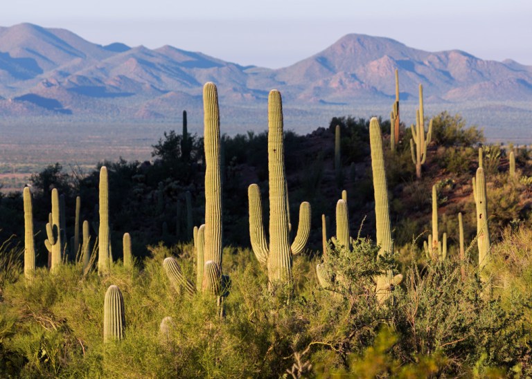 Saguaro Landscape