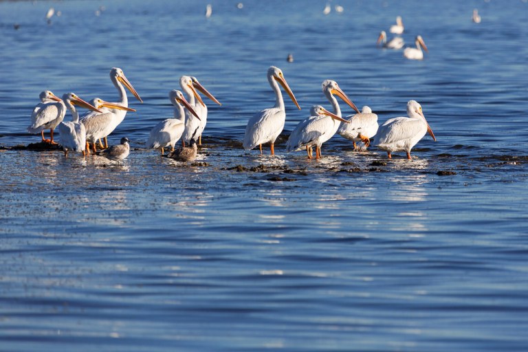 Salton Sea Pelicans