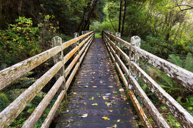 Bridge at Redwoods Creek Trail