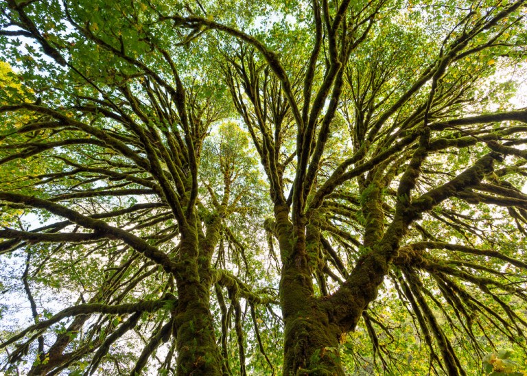 Mossy Tree at Redwoods National Park