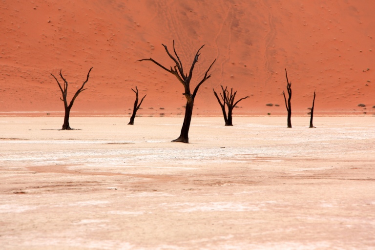Camel-Thorn Trees in Dead Vlei