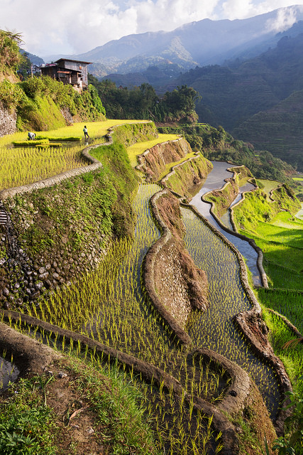 Banaue Rice Terraces Portrait