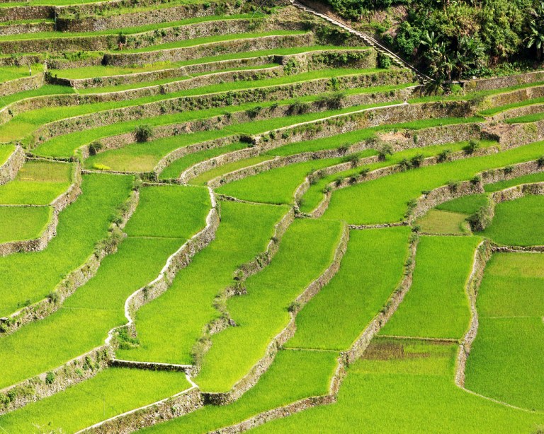 Batad Rice Terrace Pattern