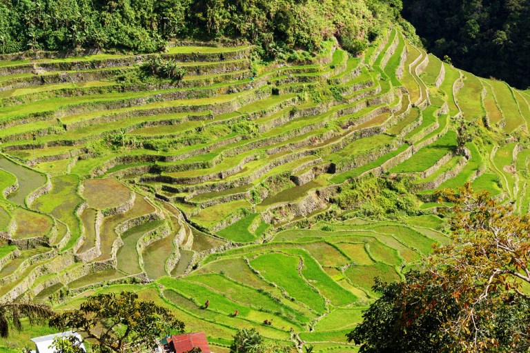 Lower Batad Rice Terraces