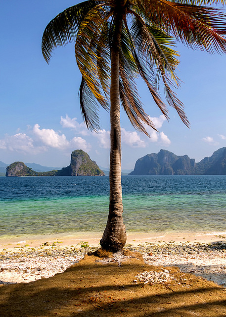 Palm Tree at Pinagbuyutan Island