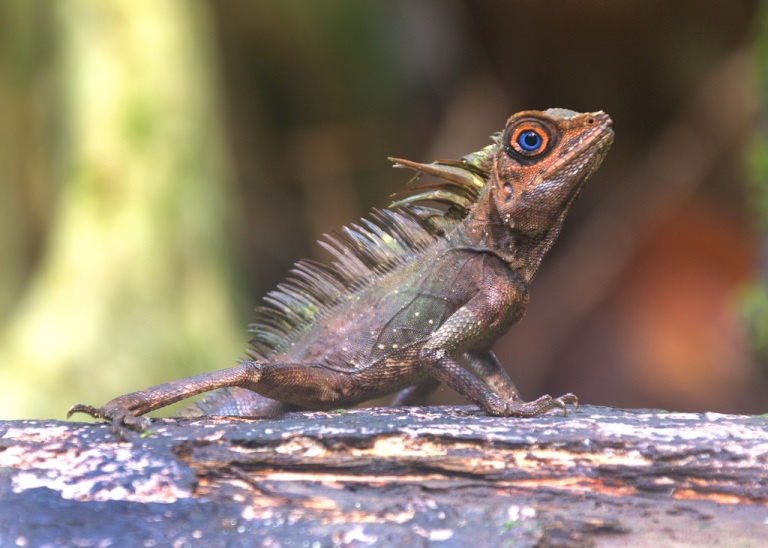 Blue-eyed Angle-headed Lizard