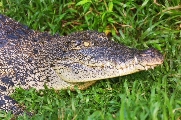 Crocodile at Semenggoh