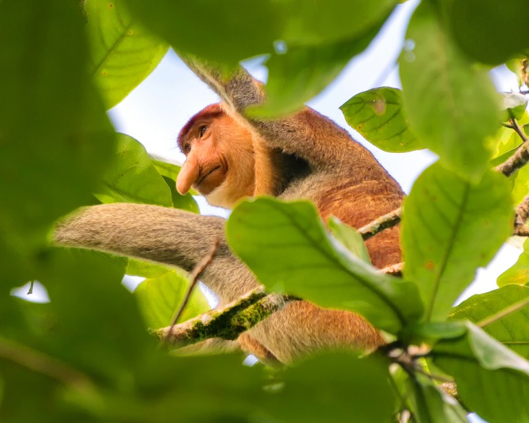 First Glimpse of a Proboscis Monkey