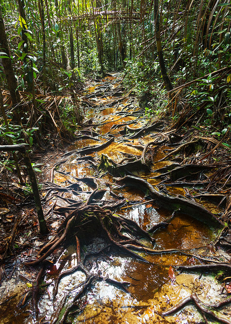 Flooded Trail at Bako