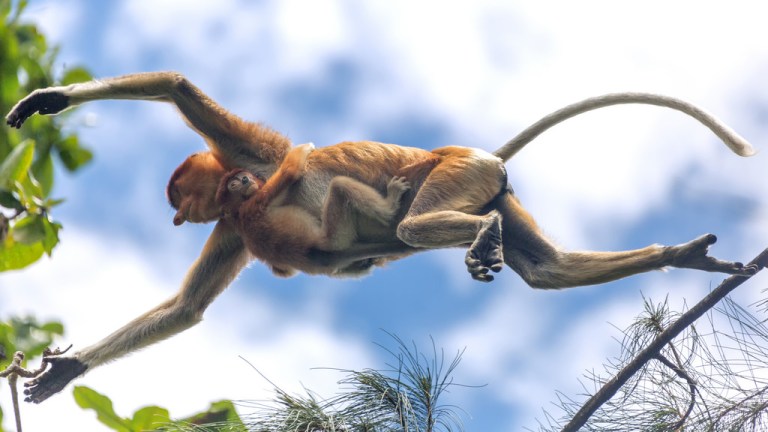 Flying Leap with Baby