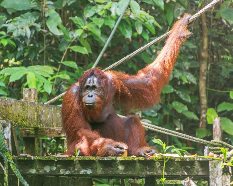 Male Orangutan at Semenggoh