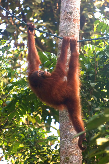 Orangutan at Semenggoh