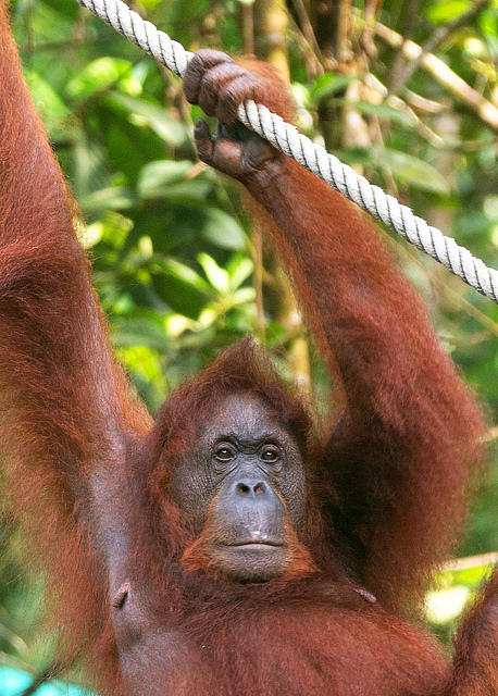 Orangutan Hanging from Cable