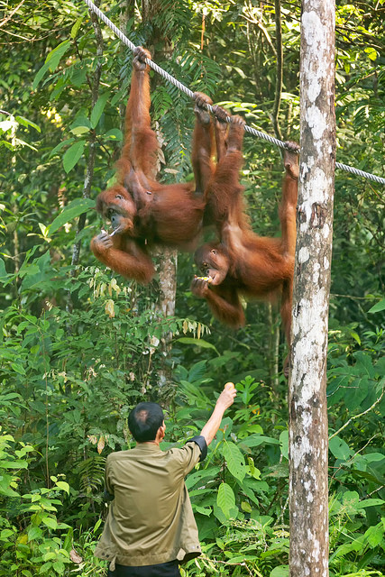 Orangutans Taking Bananas at Semenggoh