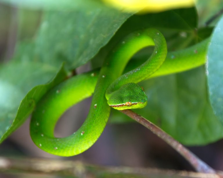 Pit Viper at Bako