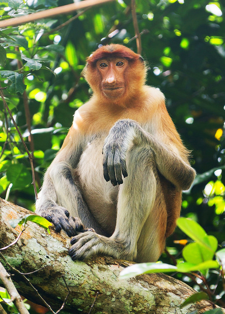 Proboscis Monkey at Bako National Park