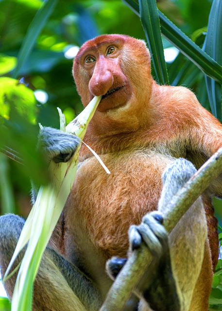 Proboscis Monkey Eating