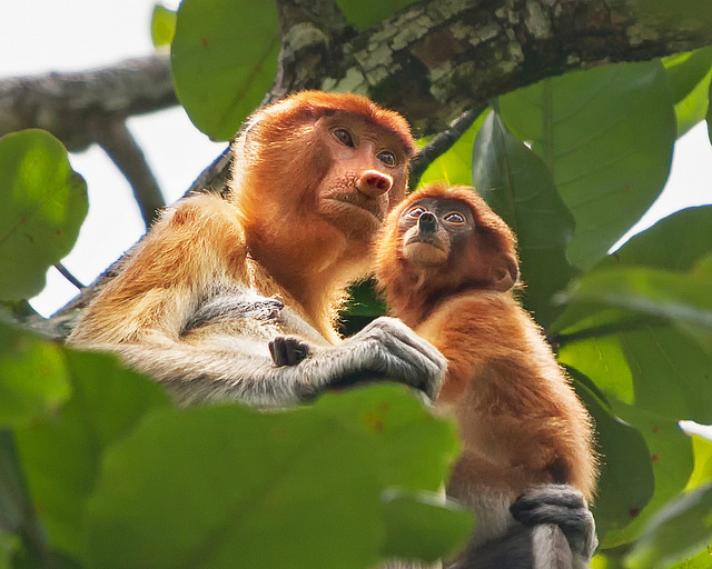Proboscis Monkey with Baby at Bako NP