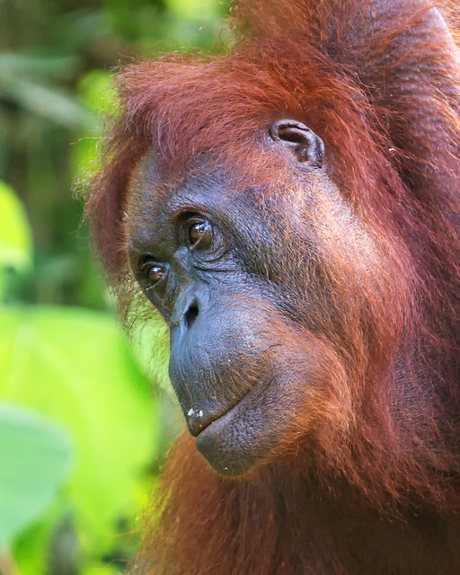 Semenggoh Orangutan Closeup