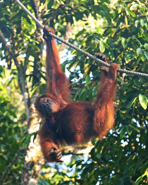 Semenggoh Orangutan