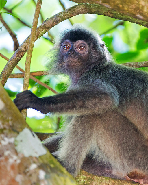 Silvered Leaf Monkey at Bako