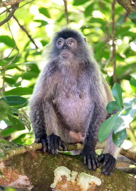 Silvered Leaf Monkey on a Branch