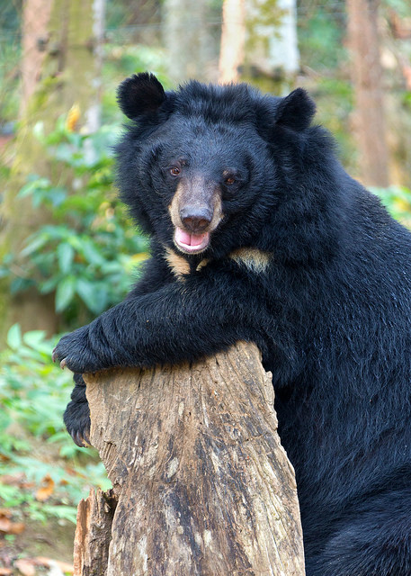 Sun Bear at Kuang Si