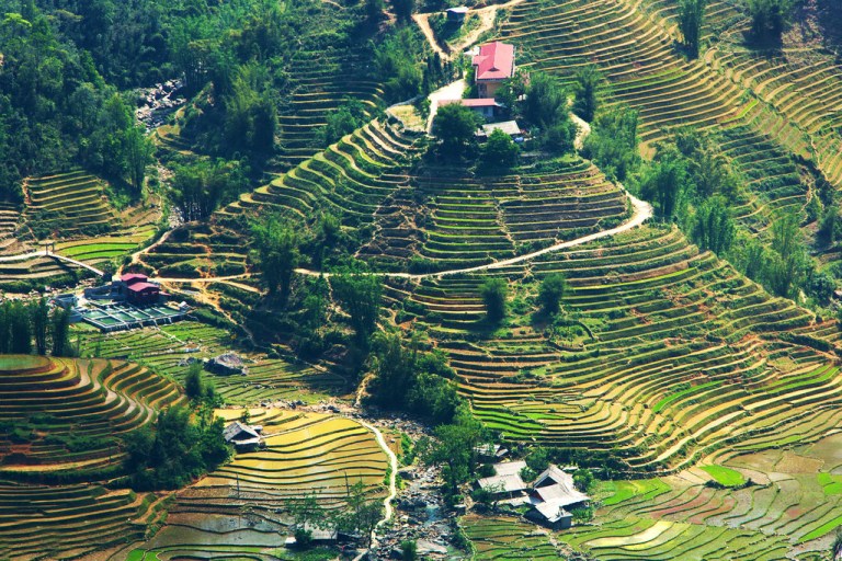 Rice Terrace Landscape Near Hau Thao