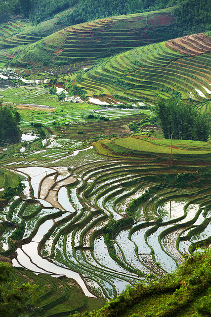 Rice Terraces around Cat Cat