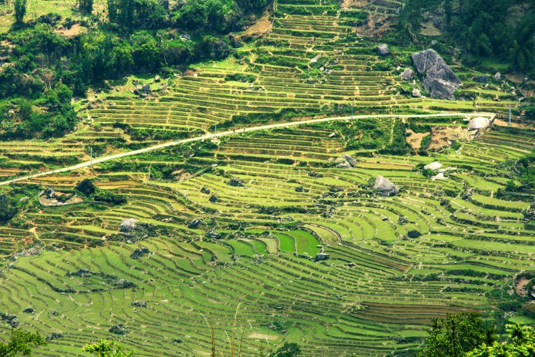 Sunny Rice Terrace Landscape Near Sapa