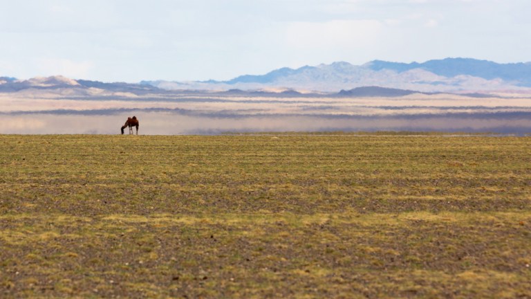 Camel on the Horizon