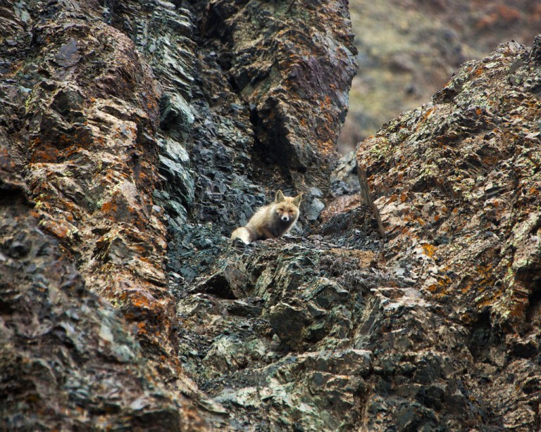 Fox at Yolyn Am