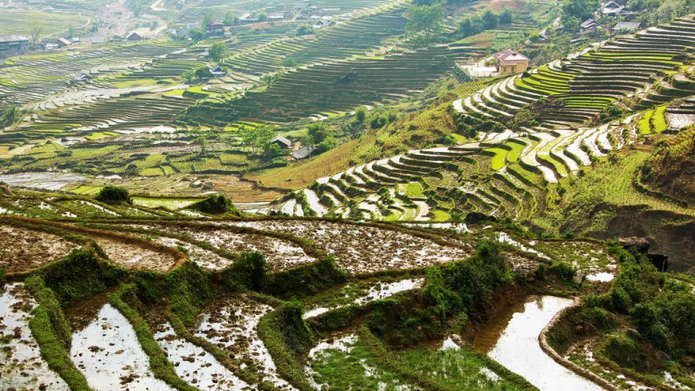 Late Afternoon Light on Rice Terraces Near Sapa