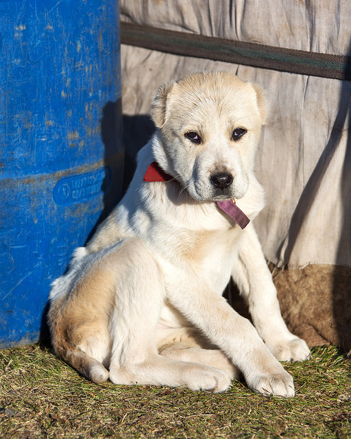 Puppy in Front of Ger