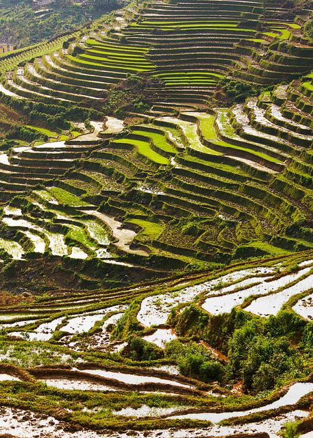 Rice Terrace Afternoon Light Portrait