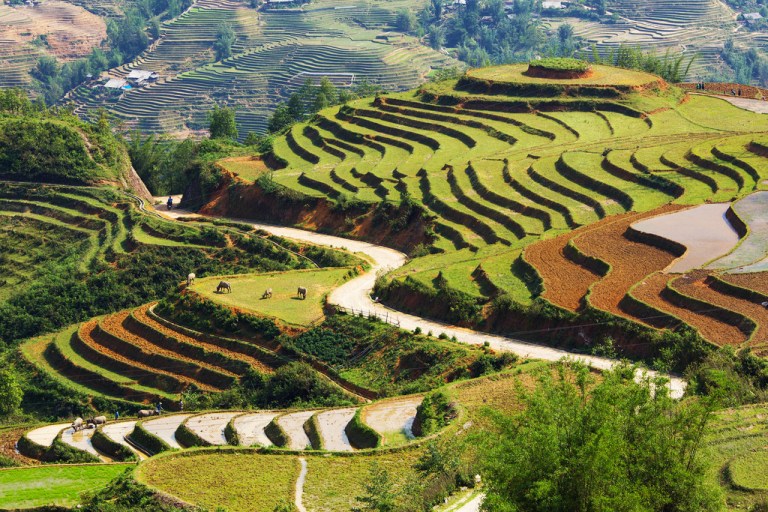 Rice Terraces and Water Buffalo