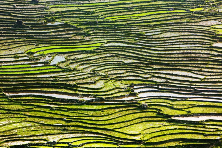 Rocky Rice Terrace Landscape