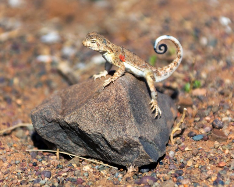 Toad-Headed Agama