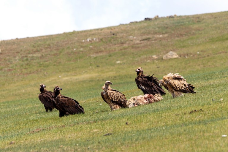 Vultures Eating a Sheep Carcass