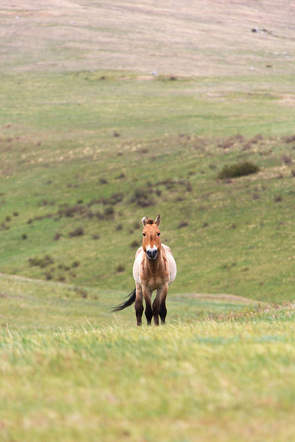 Wild Horse Portrait at Khustain