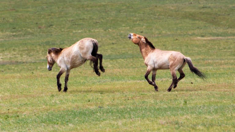 Wild Horse Shenanigans at Khustain