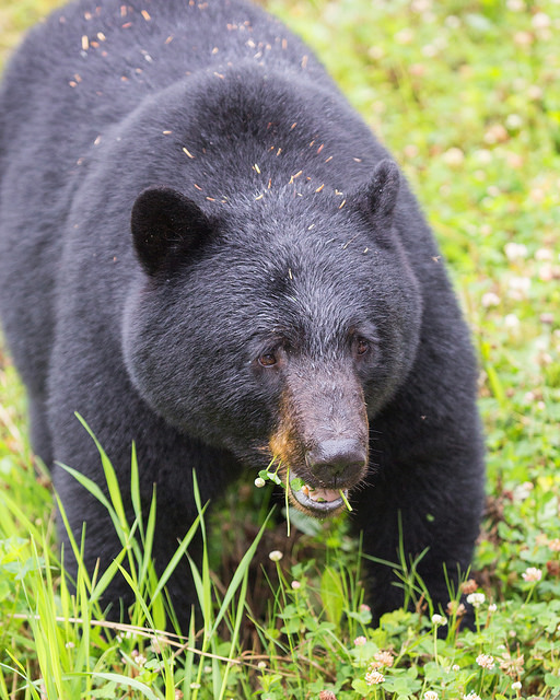 Black Bear Near Stewart